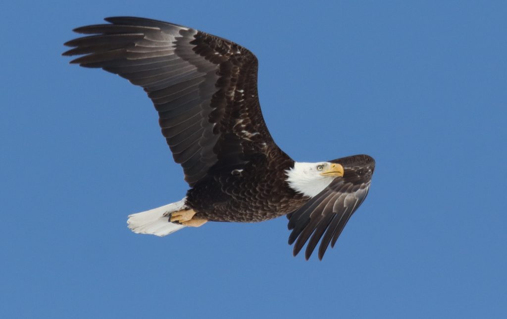 Bald eagle