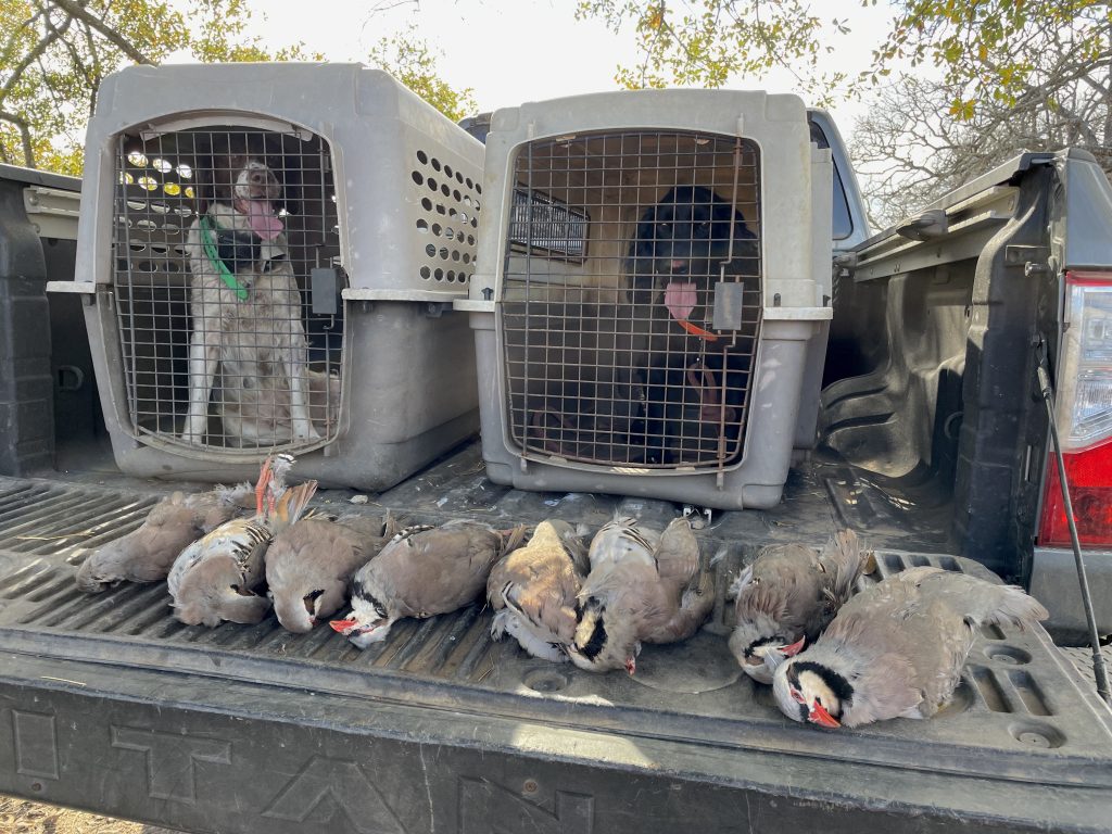 birds and dogs wingshooting bird hunting chukar