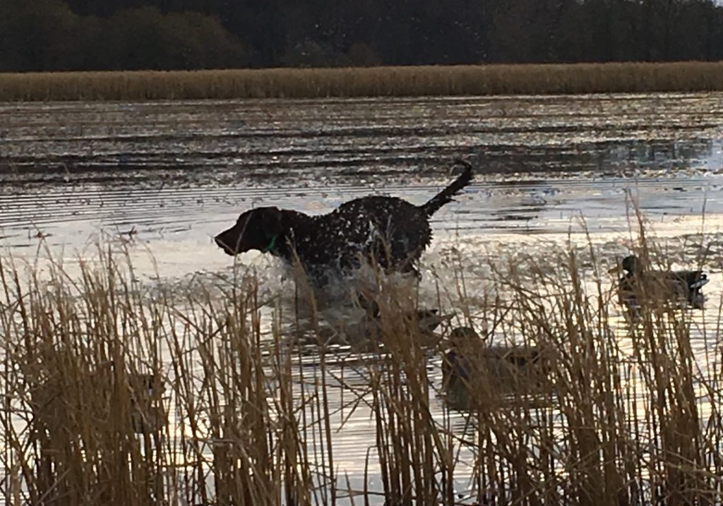 duck hunt hunting dog labrador retriever