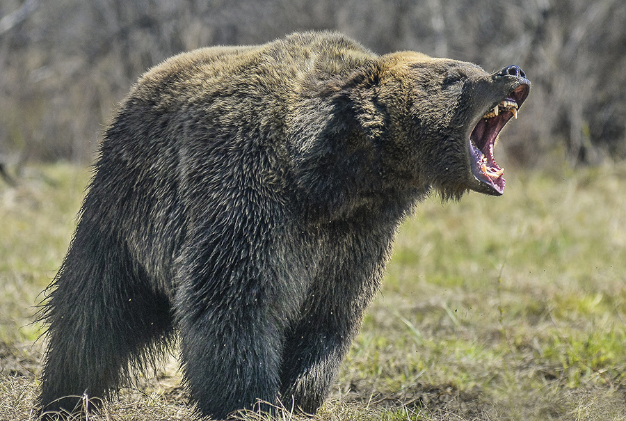 brown bear grizzly