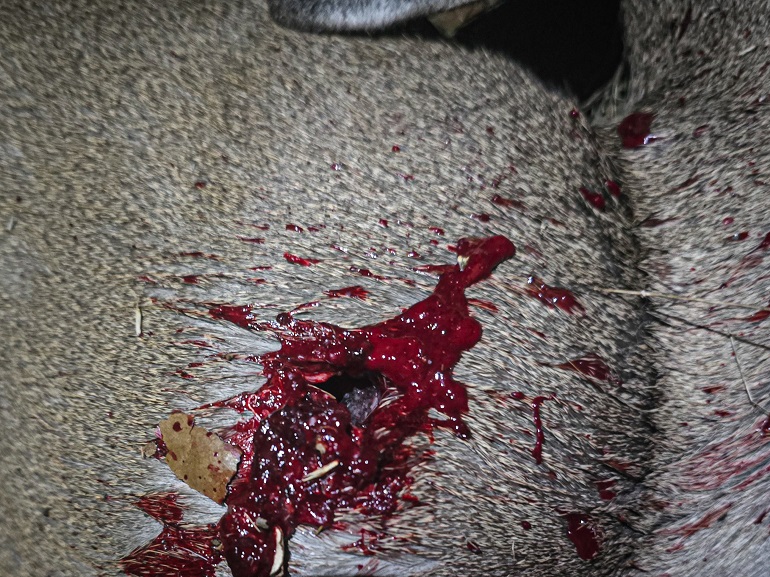 Phantom Defense 300 AAC Blackout - "Rowdy Boi" 110 gr Tac-TX NAS3+ review