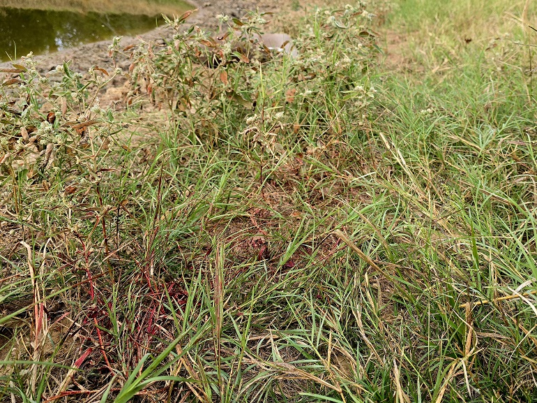 Phantom Defense 300 AAC Blackout - "Rowdy Boi" 110 gr Tac-TX NAS3+ review