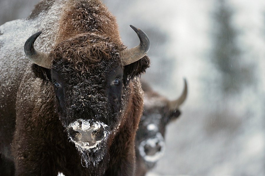 bison buffalo snow