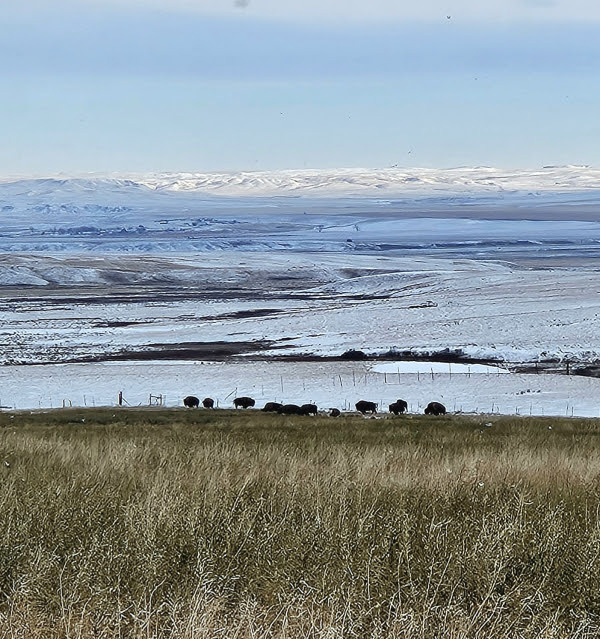 Fort Peck Tribes buffalo bison hunt hunting