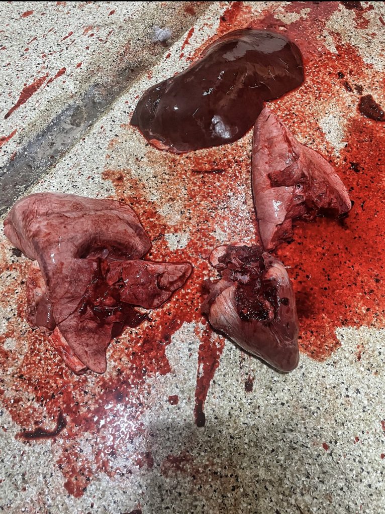 SIG SAUER CROSS SAWTOOTH hunting precision rifle 