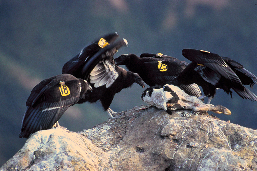 California Condors