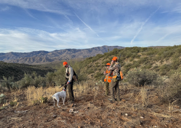 Arizona desert quail hunting