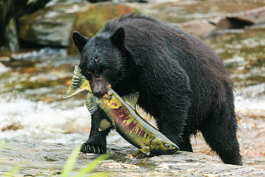 Black Bear fish