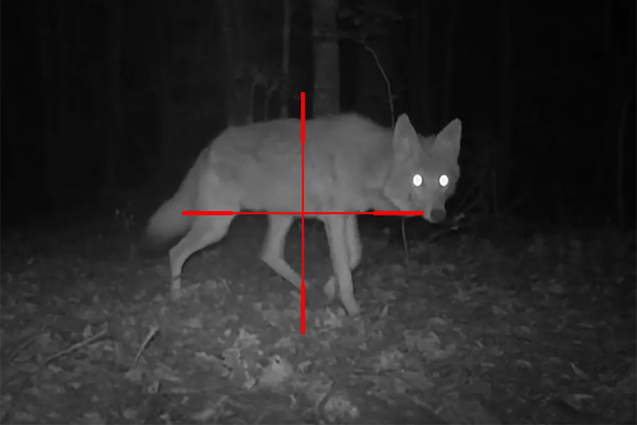 night vision coyote hunt hunting