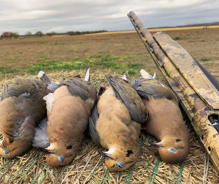 texas dove hunt