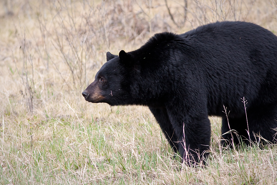 Black Bear