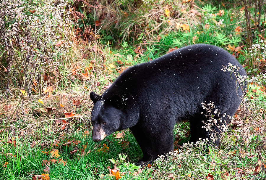An American black bear Bigstock